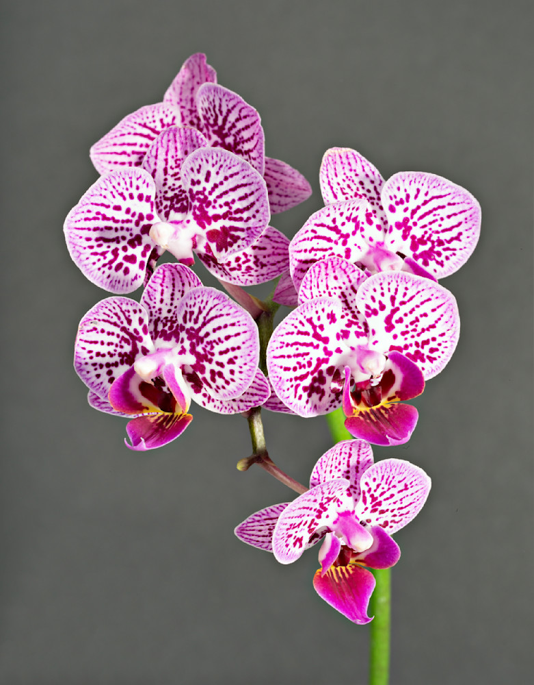 Orchids 7 Photography Art | frednewmanphotography