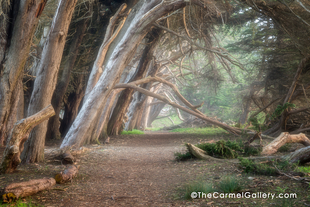 Cypress Hedgerow, Sea Ranch, California
