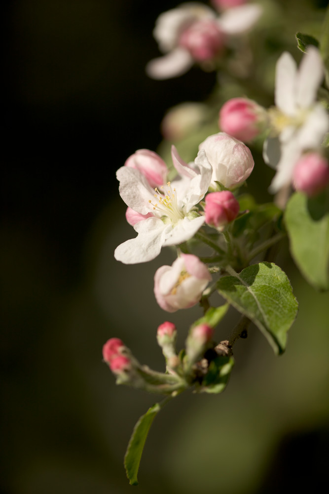 Colorful and soft apple blossoms and buds - fine art photographs