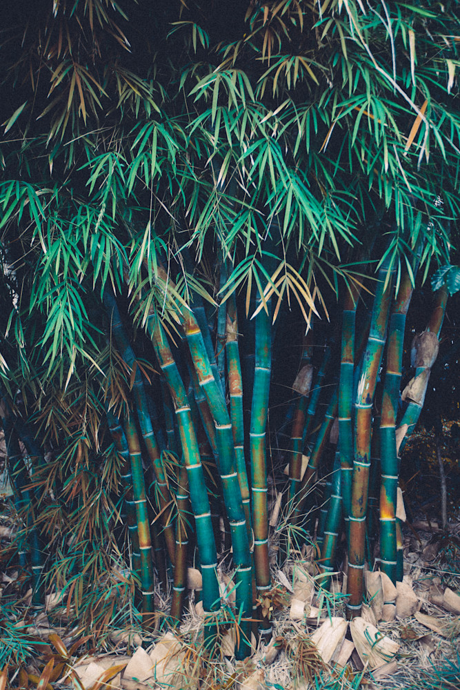 bamboo photo