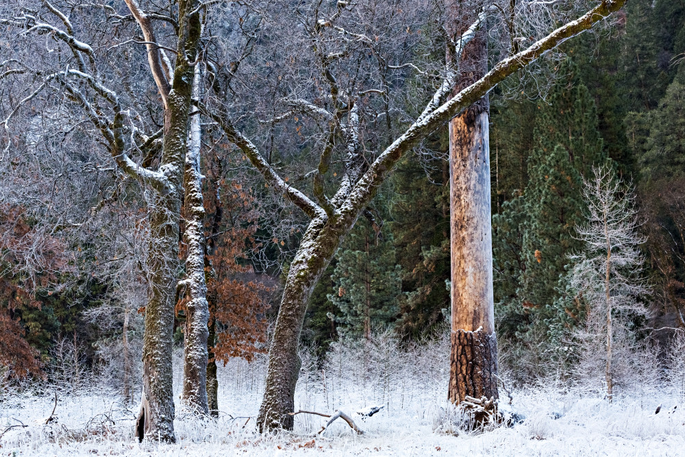 Snowy Trees In Yosemite Photograph For Sale As Fine Art