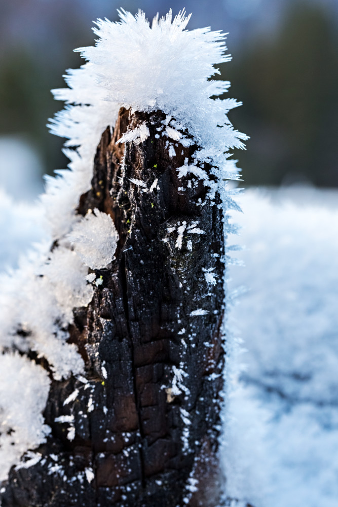Icicles On Tree Log In Yosemite Photograph For Sale As Fine Art