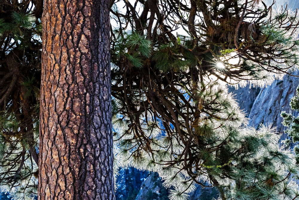 Sunbeam Through Pine Tree in Yosemite Photograph For Sale As Fine Art