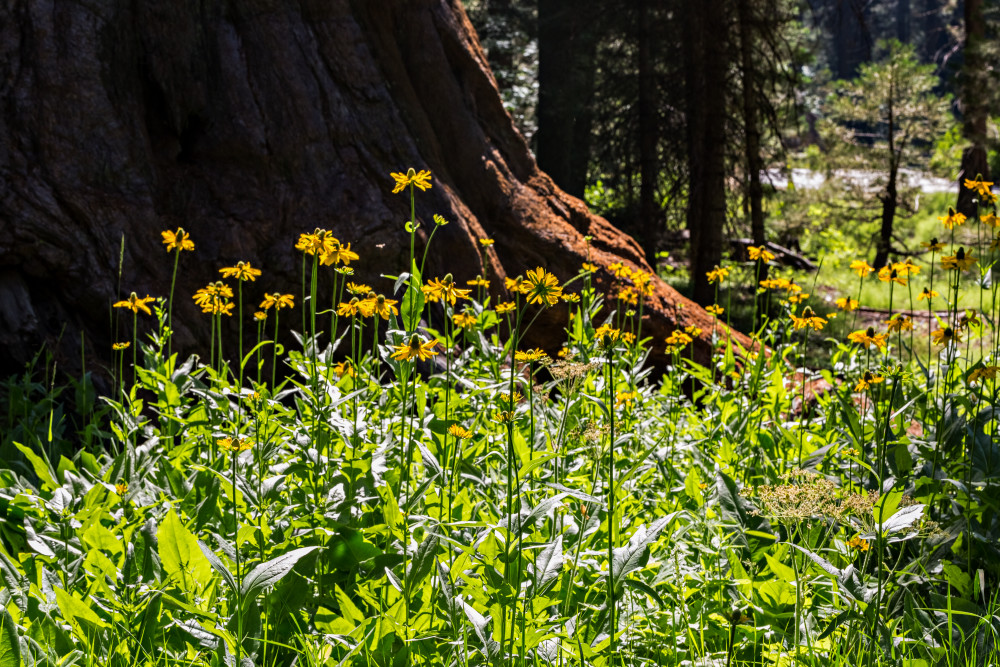 Wild Cutleaf Coneflowers in Sequoia National Park Photograph For Sale As Fine Art