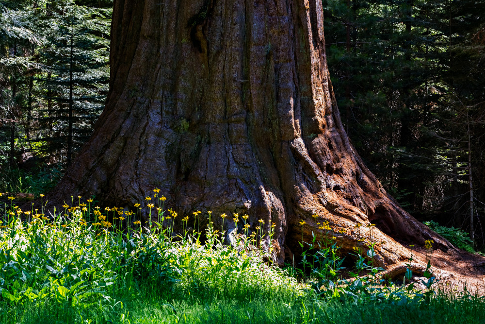 Cutleaf Coneflowers At The Base of A Sequoia Tree Photograph For Sale As Fine Art