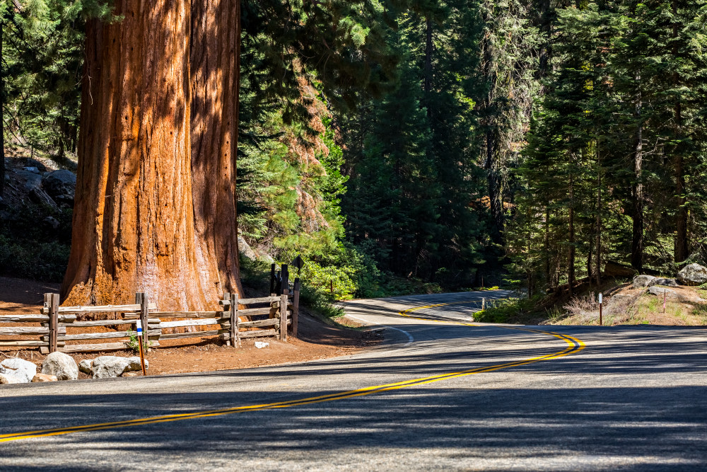 Sequoia Tree Along Generals Highway Photograph For Sale As Fine Art