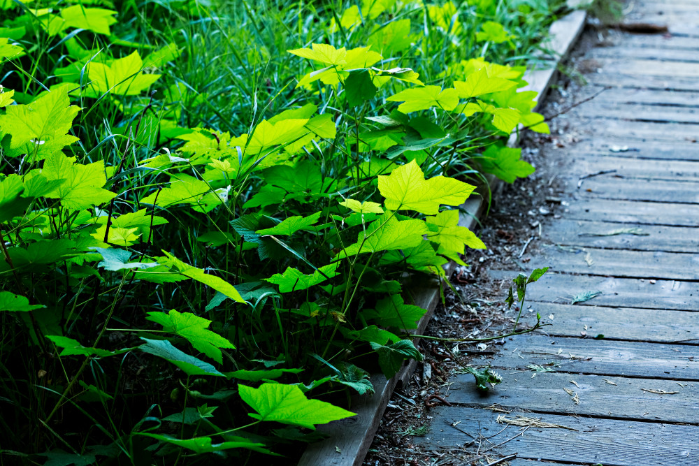 Green Leaves Along Pathway Photograph for sale as Fine Art