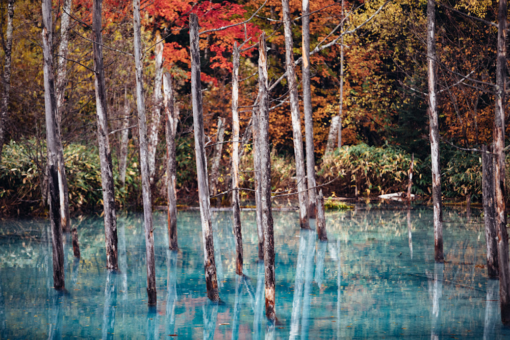 Blue lake and red trees photograph.