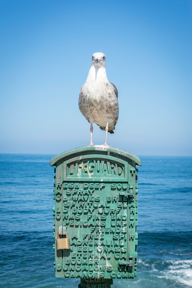 Guard on Duty, seagull photo for sale | Susan J Photography