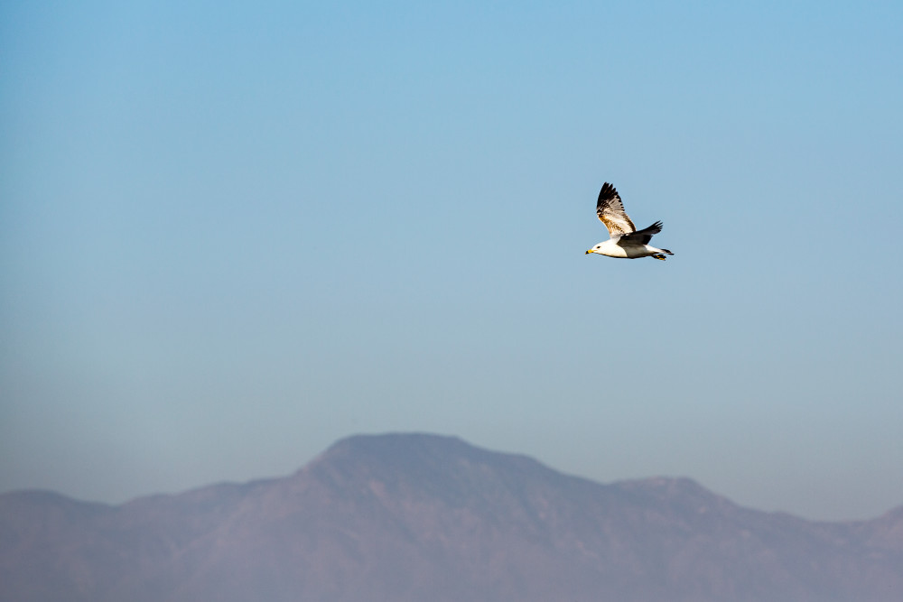 Ring-Billed Gull At Salton Sea Photograph For Sale As Fine Art Ring-Billed Gull At Salton Sea Photograph For Sale As Fine Art