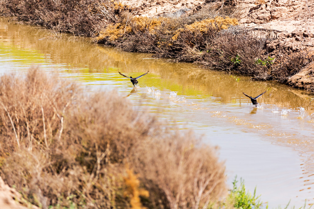 American Coots at Sonny Bono Salton Sea National Wildlife Refuge Photograph For Sale As Fine Art