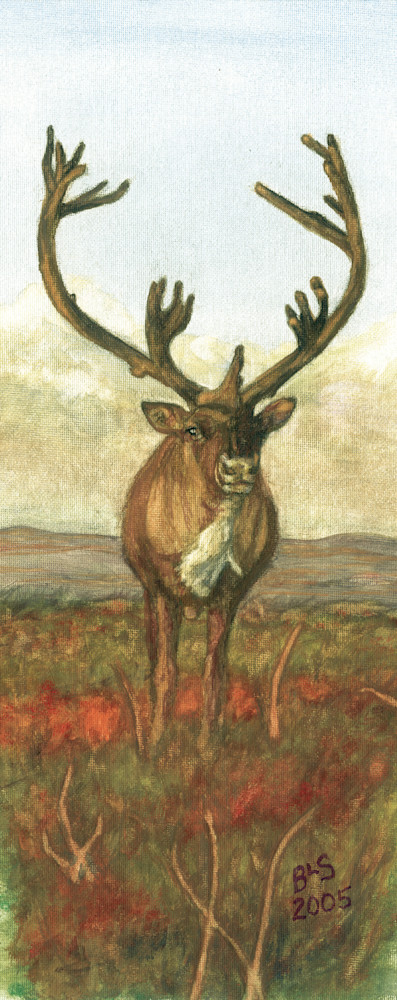 Caribou Standing Tall