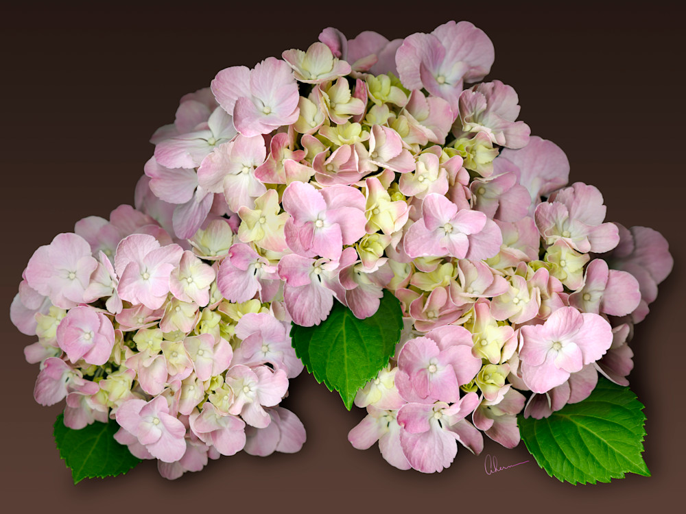 Pink Hydrangea on Brown. Contemporary ultra high resolution wall art. A print of an original artwork by Mary Ahern Artist.