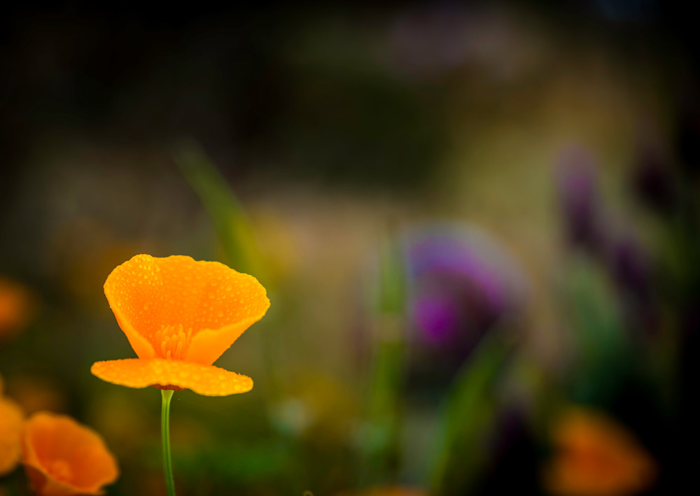 May Flowers Photograph For Sale as Fine Art May Flowers Photograph For Sale as Fine Art
