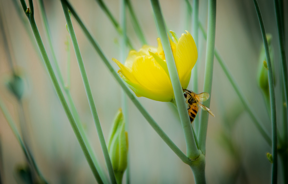 What's All The Buzz? What's All The Buzz?