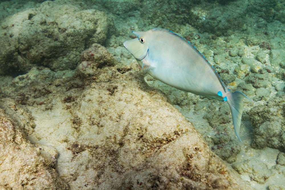 Unicorn Fish In Hanauma Bay Photograph For Sale As Fine Art