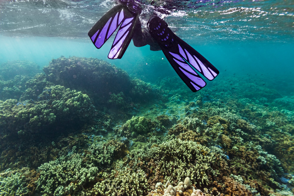 Snorkeler In Molokai's Barrier Reef Photograph For Sale As Fine Art