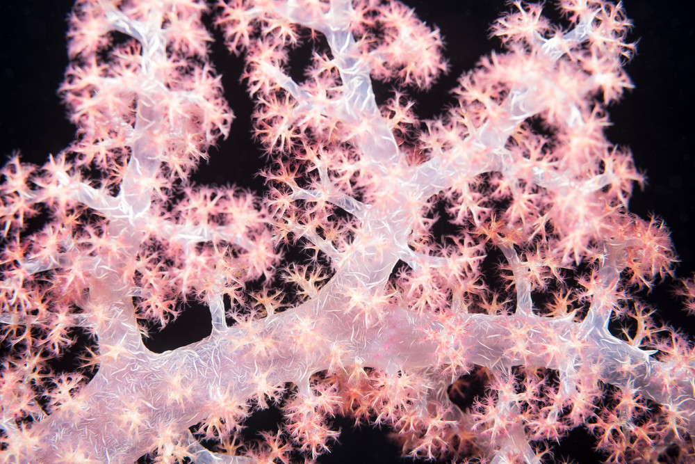 Pink Soft Corals, Solomon Islands