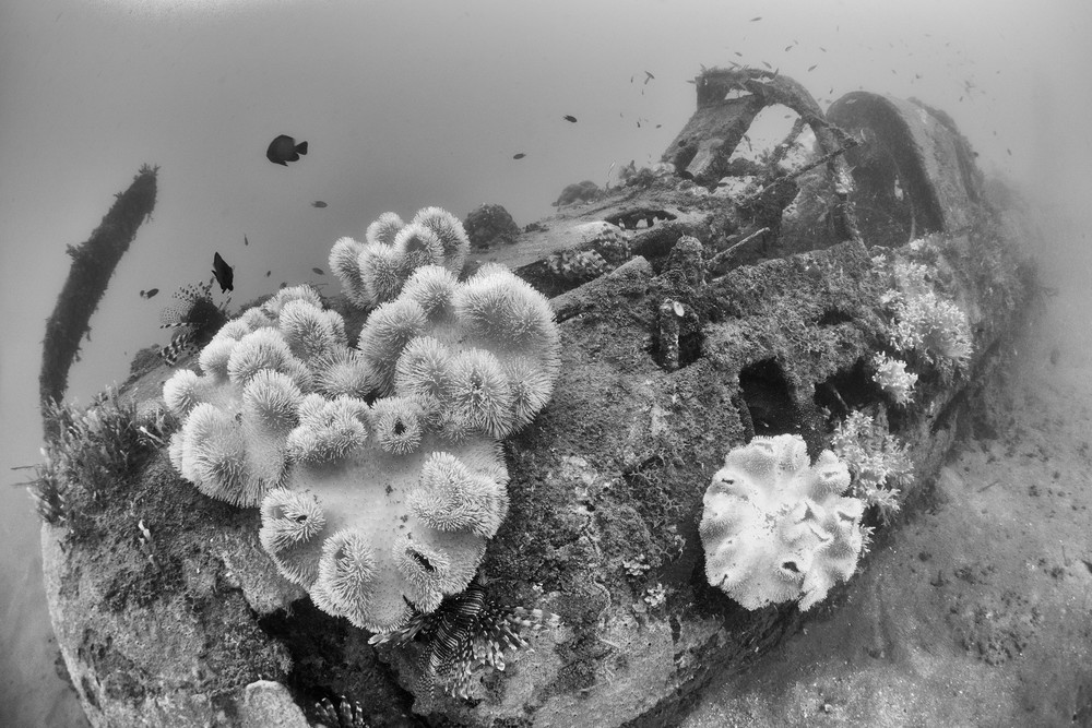 Douglas Bomber Plane Wreck, Solomon Islands