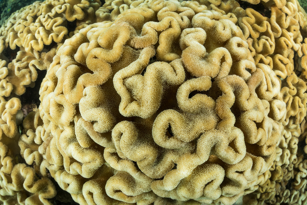 Mushroom Leather Corals, Solomon Islands