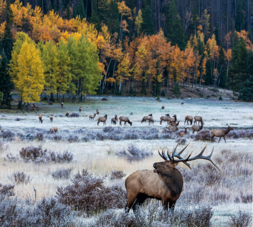 Rocky Mountain Bull Elk In Autumn Fine Art Photograph By Mike Jensen
