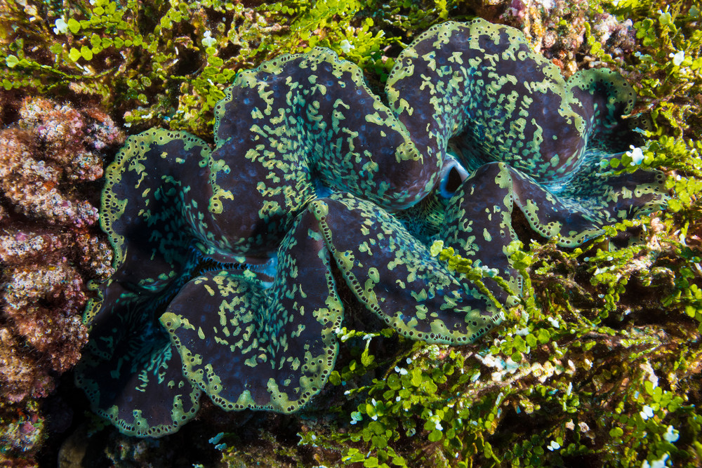 giant clam australia