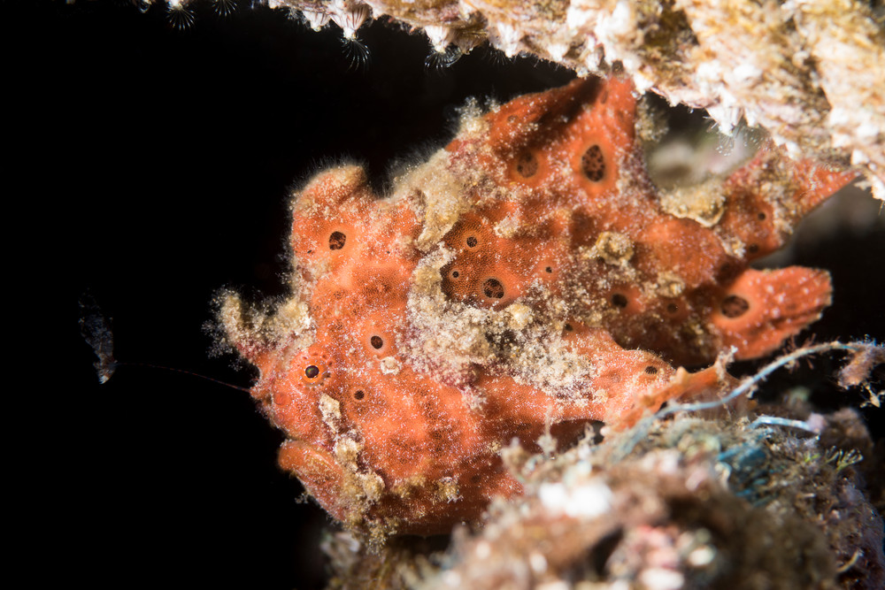 Red Painted Frogfish, Philippines