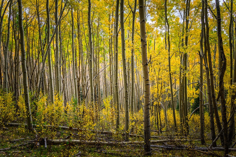 photography, aspens, southwest, sangre de christo mountains,fall, autumn photography, aspens, southwest, sangre de christo mountains,fall, autumn