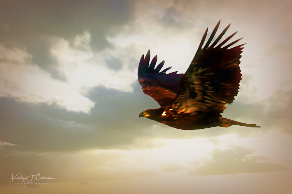 Flight Of The Hawk Art | Images2Impact
