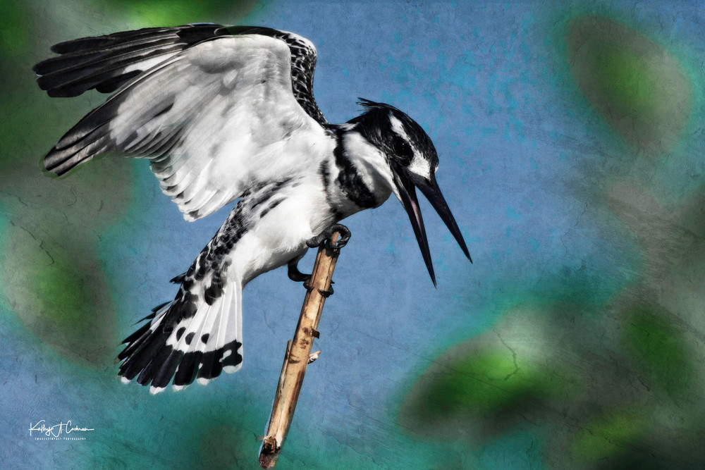 Kingfisher 3 Art | Images2Impact