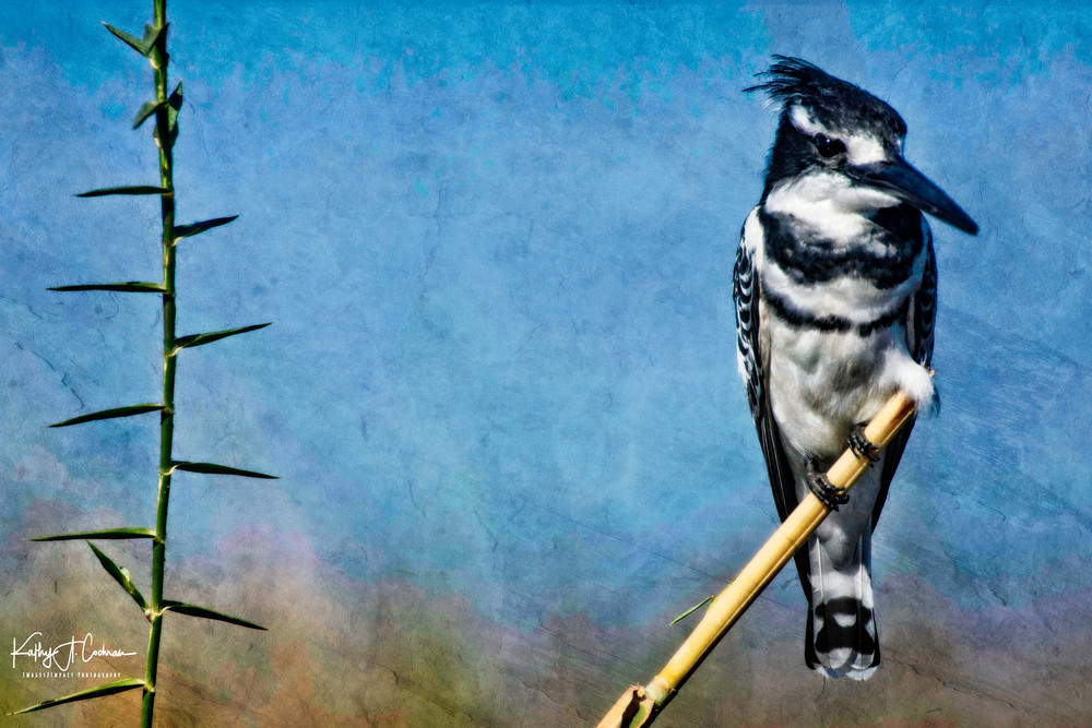 Pied Kingfisher 2 Art | Images2Impact