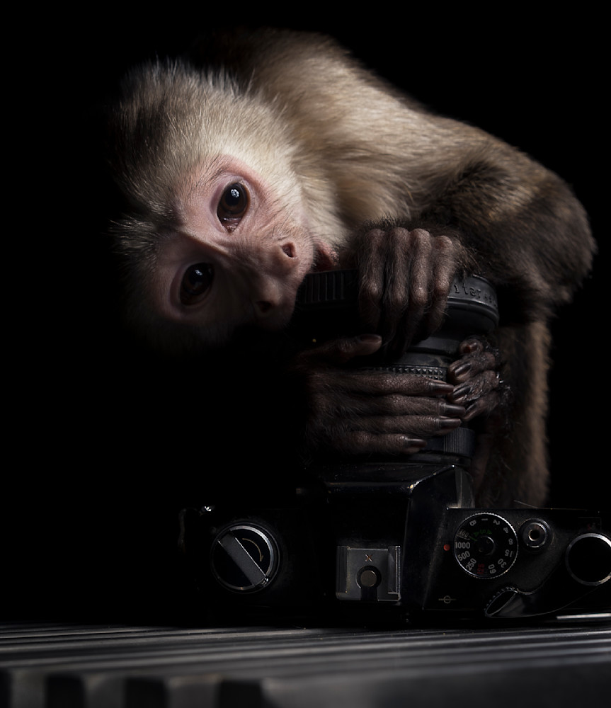 Max Monkey Portrait Print 2 Art | krlphoto