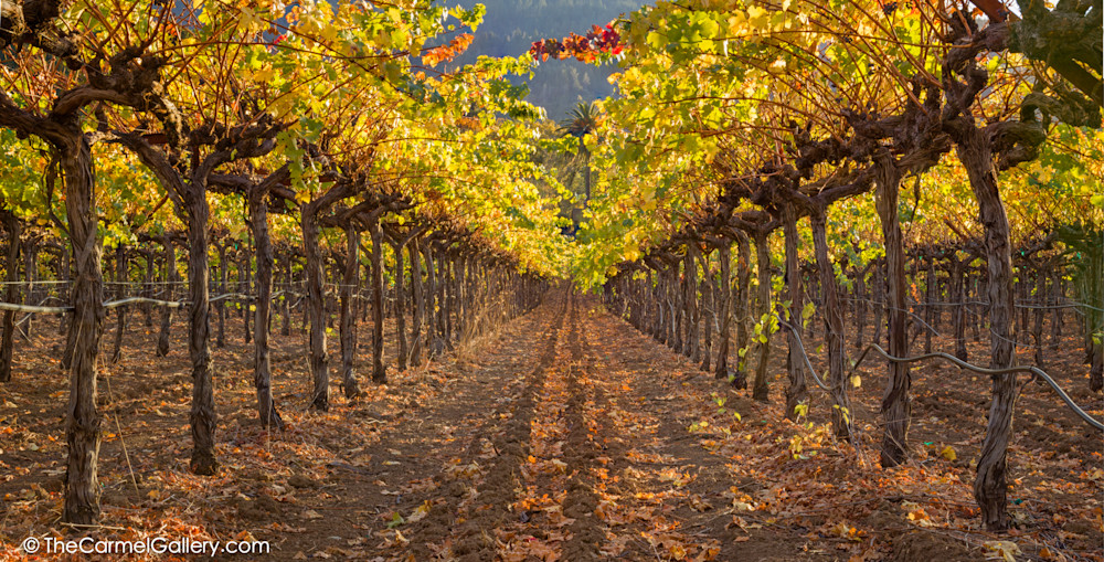 Autumn Vines Art | The Carmel Gallery