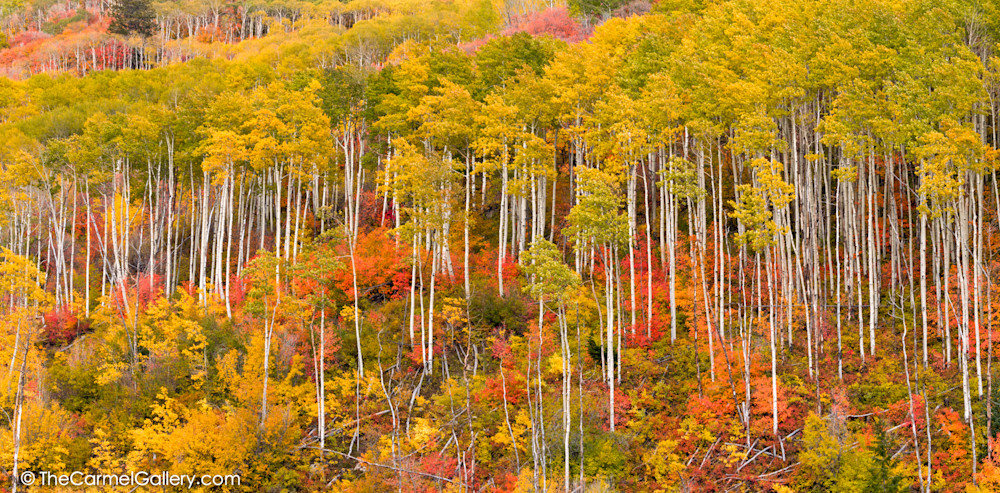 Aspen Forest in Autumn photo