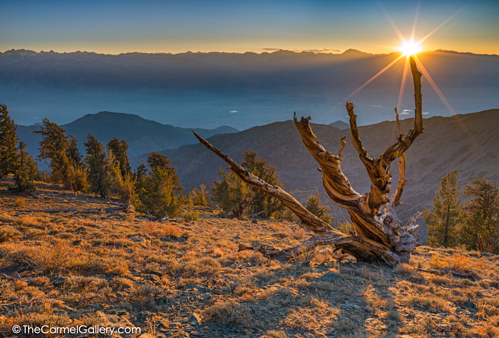 Bristlecone pine art print