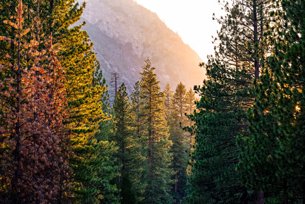 Sunset Through The Trees In Kings Canyon Photograph For Sale As Fine Art