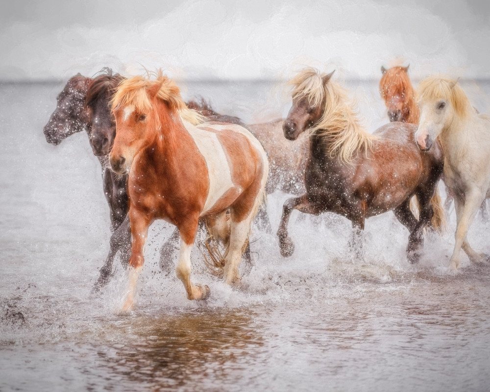 Splash #1 | Equine Collection | CBParkerPhoto Art