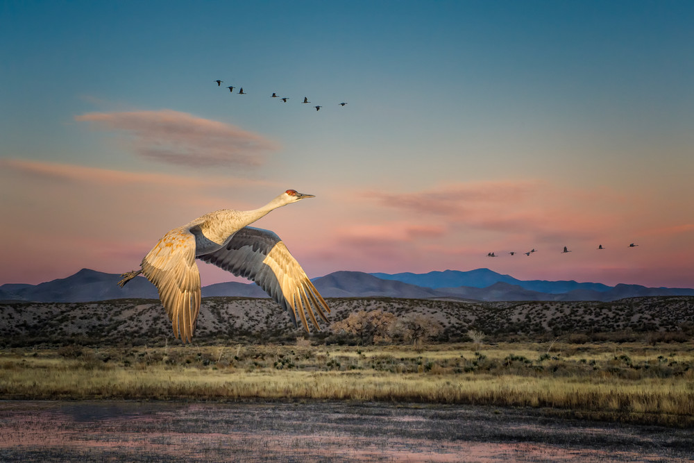 Sandhill Crane in a New Mexico Landscape - Bosque del Apache, Socorro, New Mexico 2012 Sandhill Crane in a New Mexico Landscape - Bosque del Apache, Socorro, New Mexico 2012