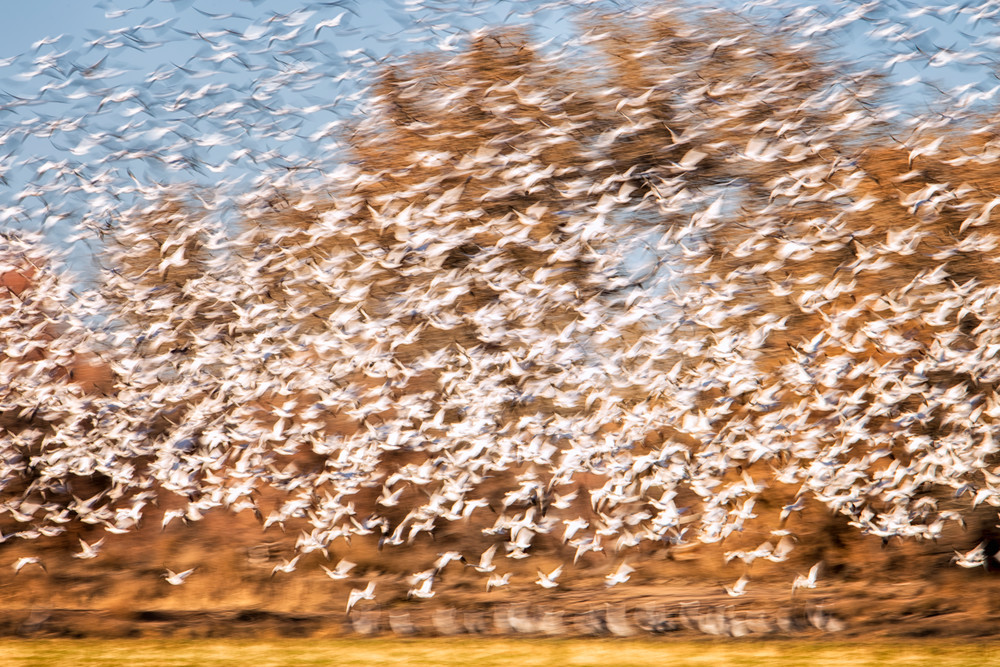 Snow Geese Explosion #1    Photography Art | Carol Brooks Parker Fine Art Photography