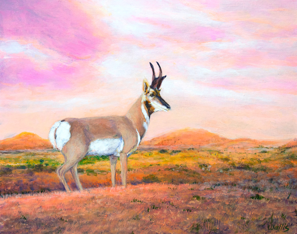 Pronghorn Antelope Art | Charles Wallis