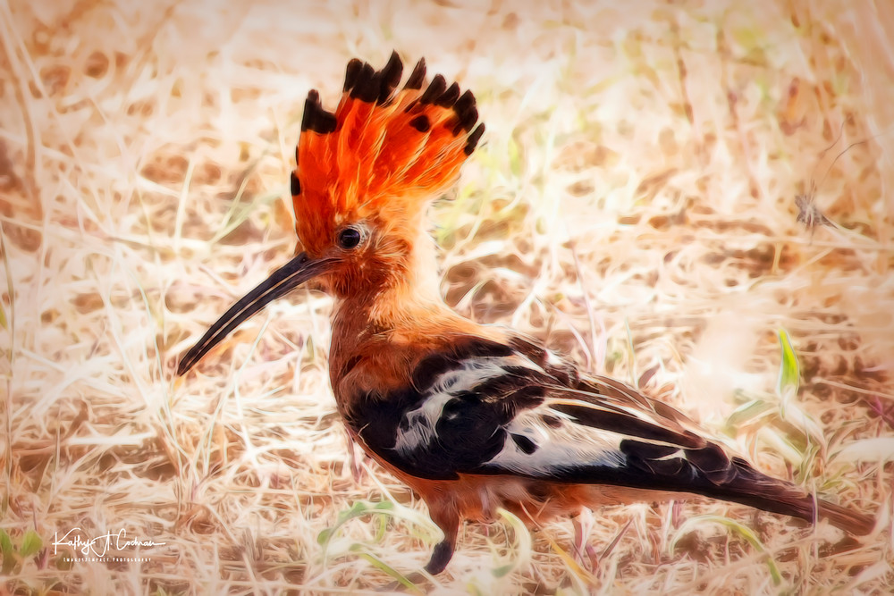 African Hoopoe Bird Art | Images2Impact