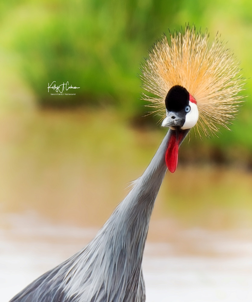 Grey Crested Crane 2 Art | Images2Impact