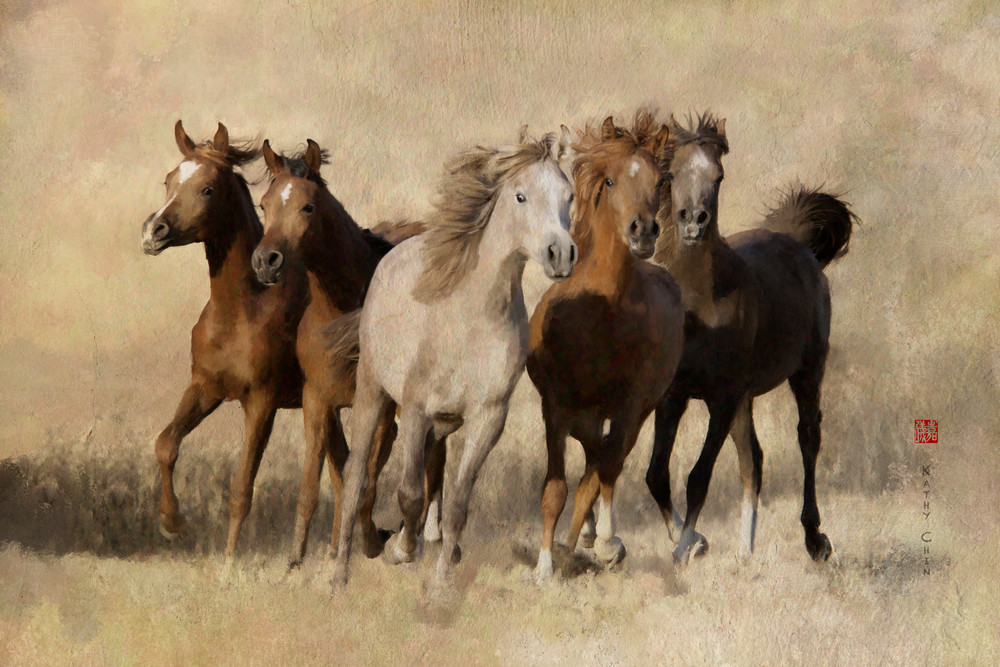 an image of 5 Young Arabian Colts in a lovely photograph. This photo art available for sale by Kathy Chin. You can buy this image as canvas art,  and also printed on Metal or Fine Art Papers