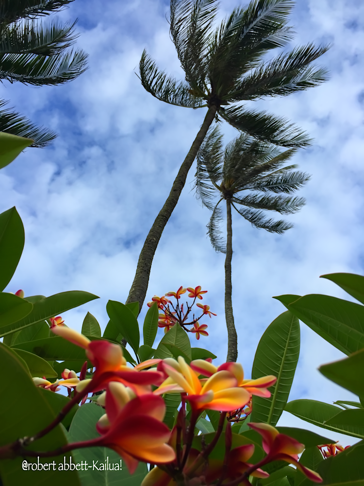 Plumeria Plumeria