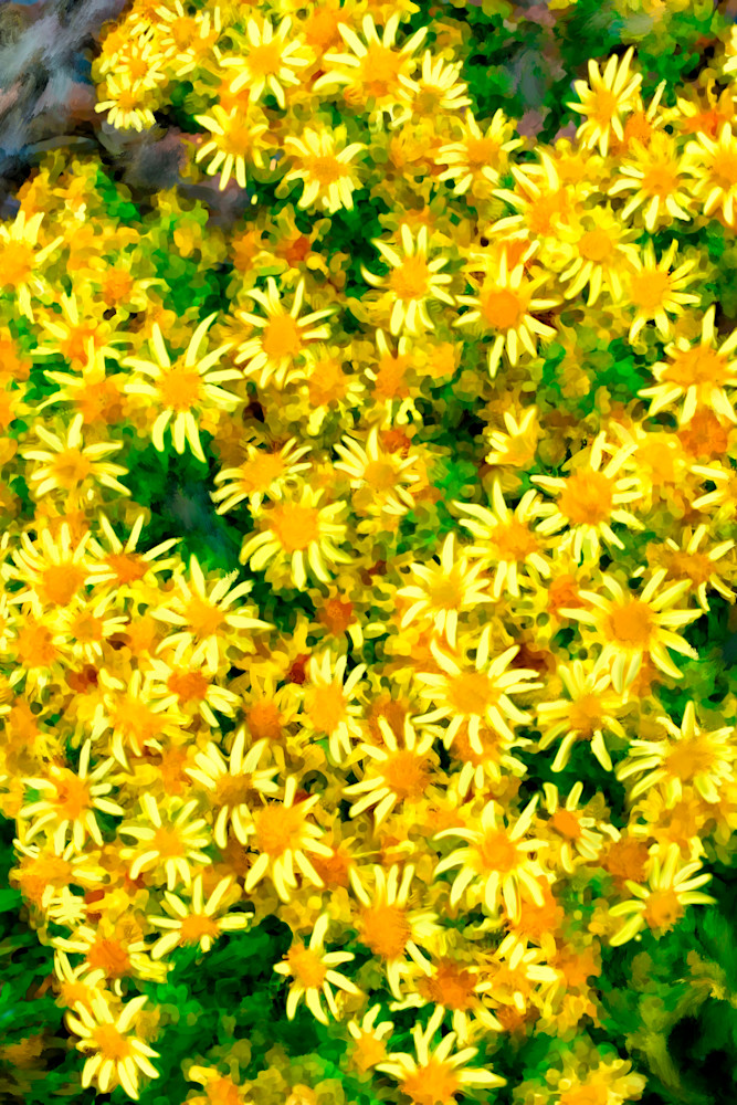 Scottish Yellow Flowers Art | Dave Fox Studios