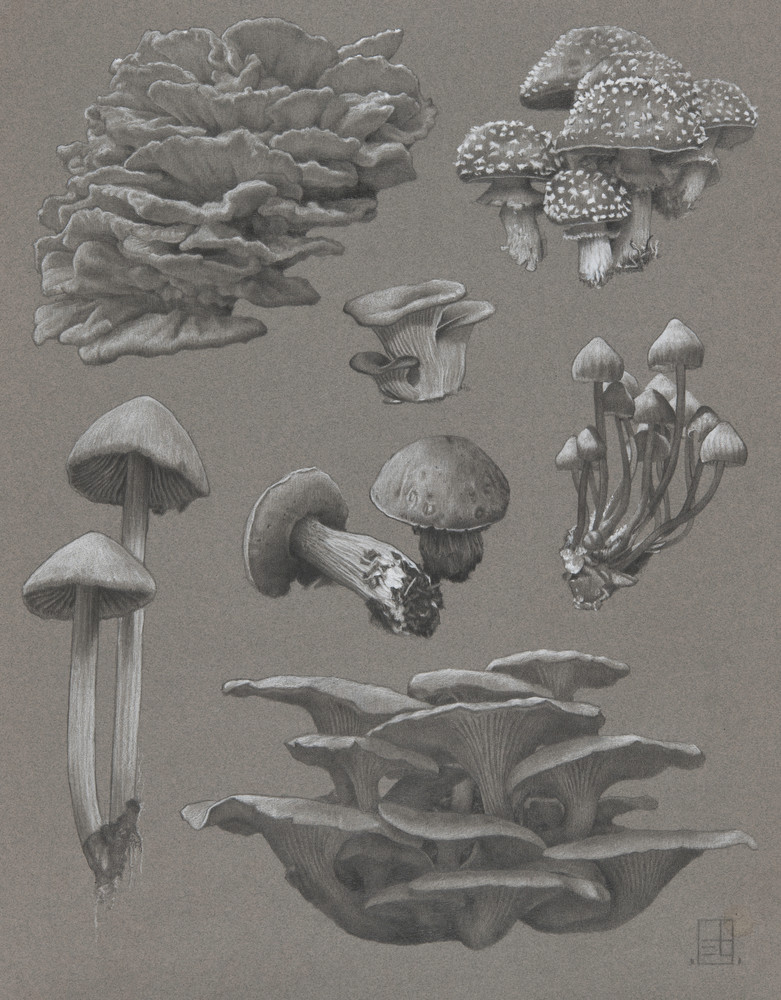 "Spores" "Spores"