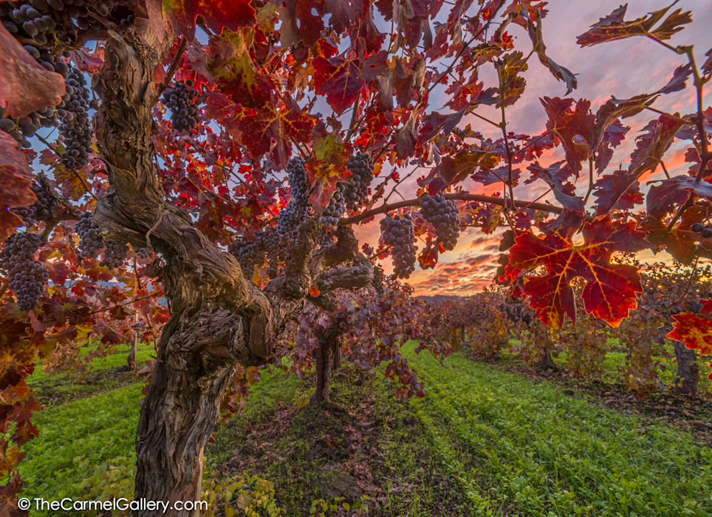 Sunset In The Vines Art | The Carmel Gallery