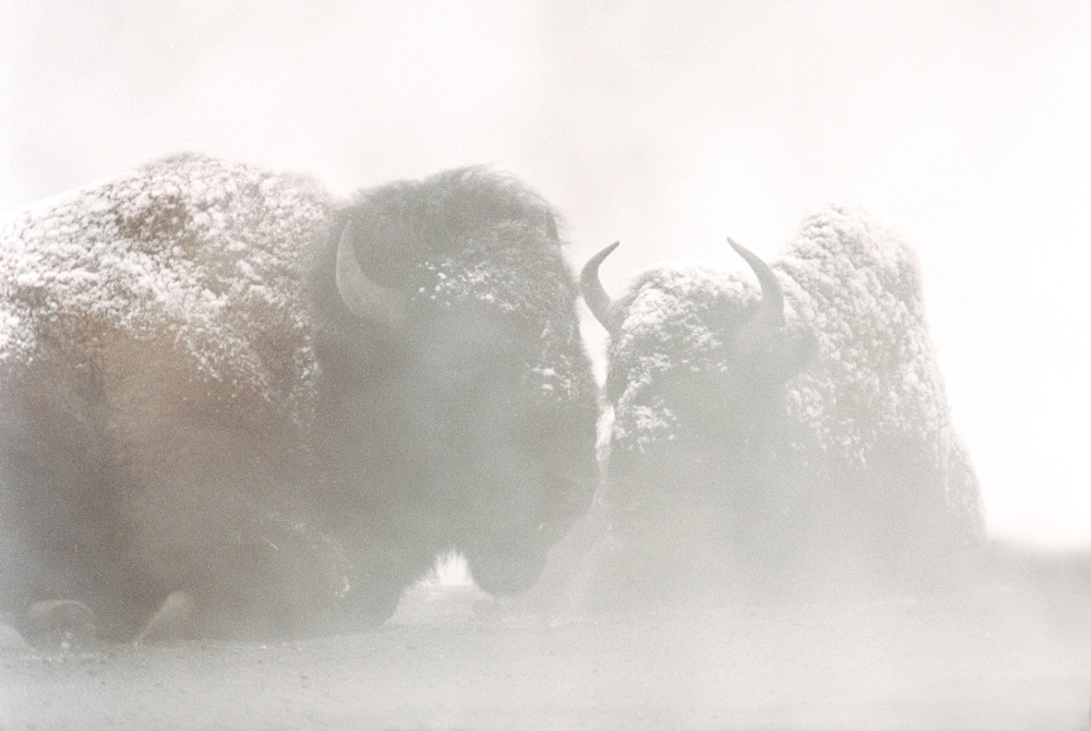 145 Foggy Bison Photography Art | Cunningham Gallery