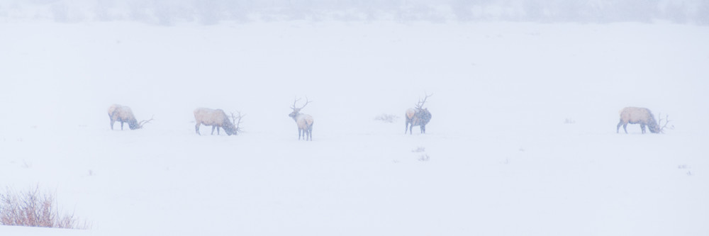 Art photo of bull elk during snowstorm in Colorado's Rockies