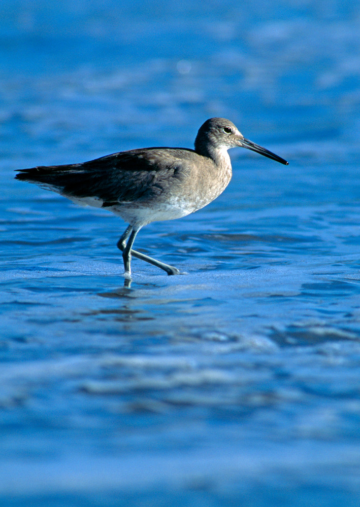 The Willet The Willet